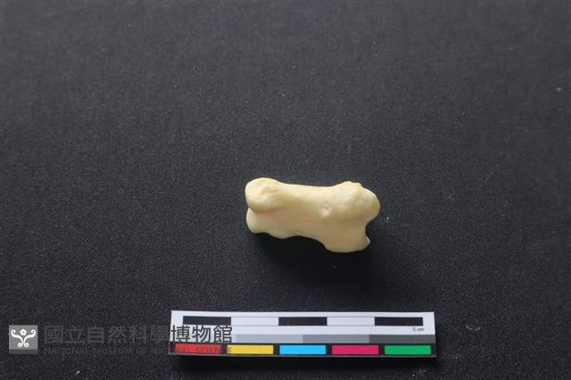 豬骨藏品圖，第3張