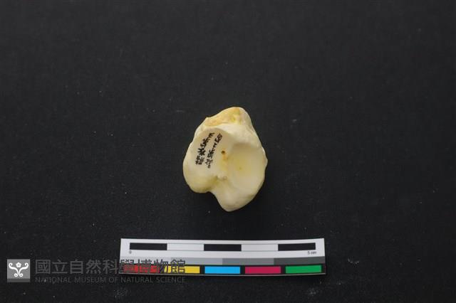 豬骨藏品圖，第3張
