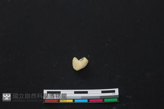 豬骨藏品圖，第3張