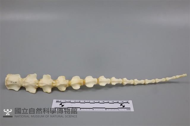 豬骨藏品圖，第3張