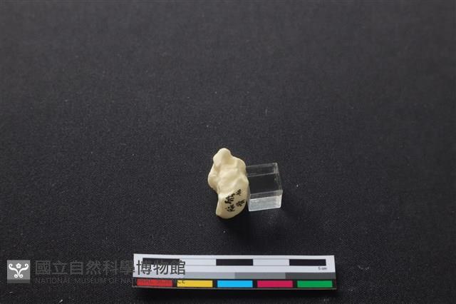 豬骨藏品圖，第3張