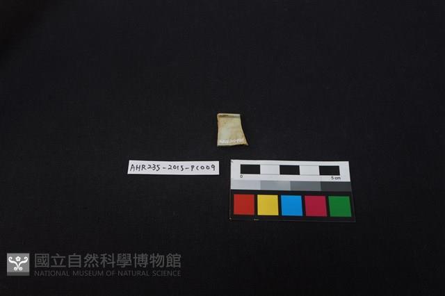 瓷片藏品圖，第2張