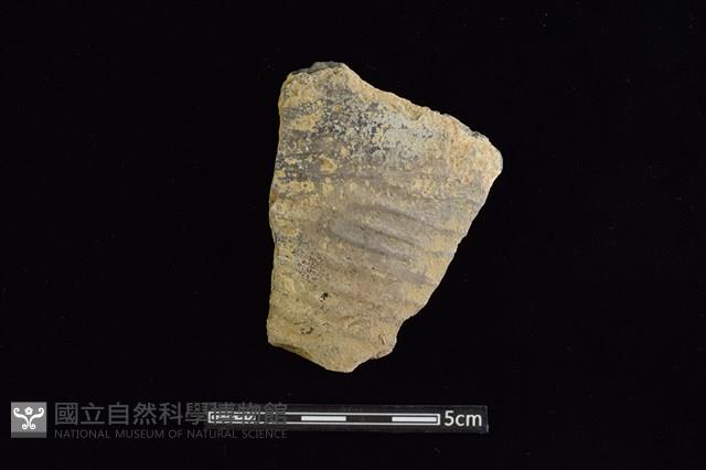 陶片藏品圖，第1張