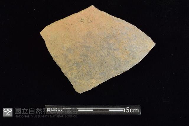 陶片藏品圖，第1張