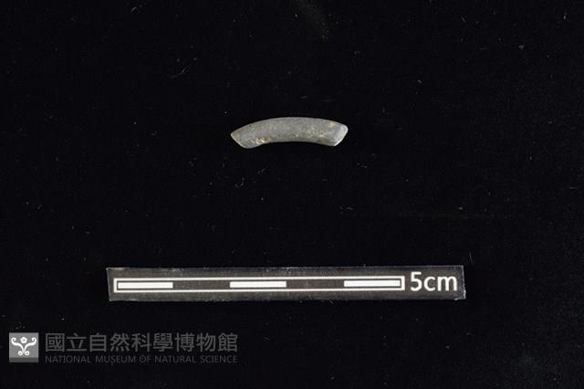 陶環藏品圖，第1張