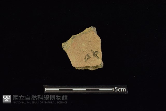 陶片藏品圖，第2張