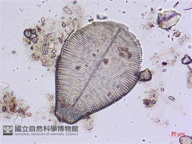 登錄號:A00004484藏品圖，第10張