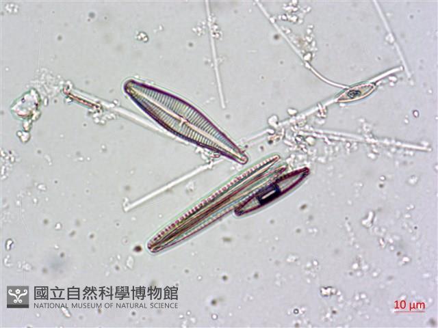 登錄號:A00004481藏品圖，第10張