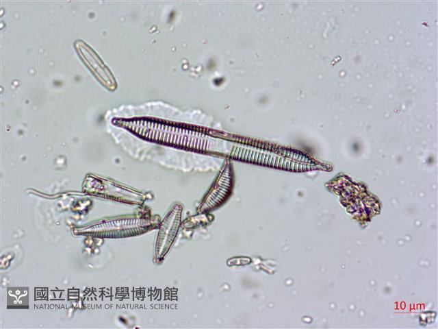登錄號:A00004670藏品圖，第10張