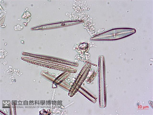 登錄號:A00004480藏品圖，第10張