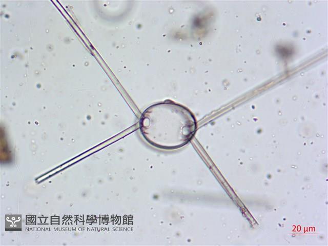 登錄號:A00004656藏品圖，第25張