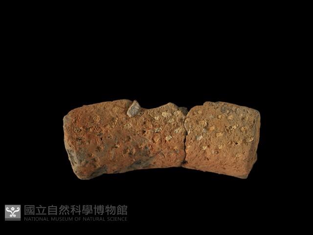 陶罐藏品圖，第1張