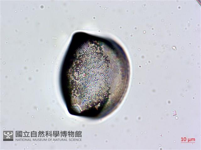 登錄號:A00004632藏品圖，第5張