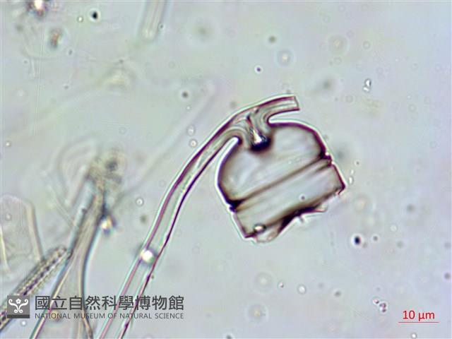 登錄號:A00004652藏品圖，第5張