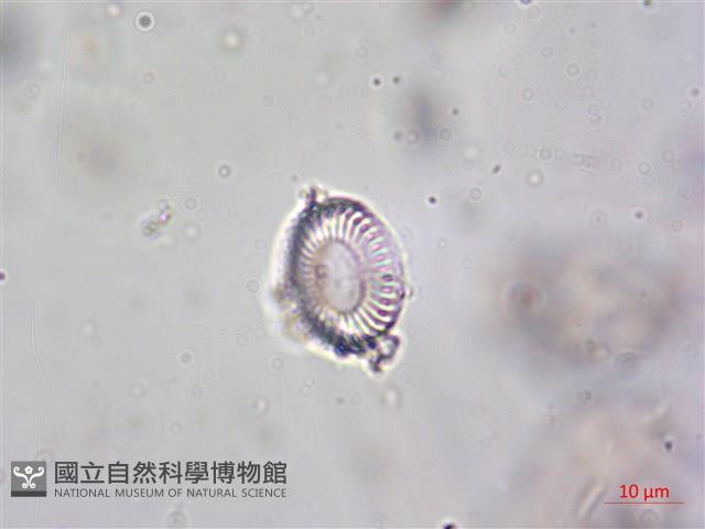 登錄號:A00004612藏品圖，第5張
