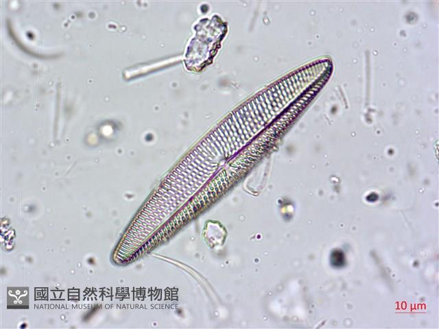 登錄號:A00004602藏品圖，第5張
