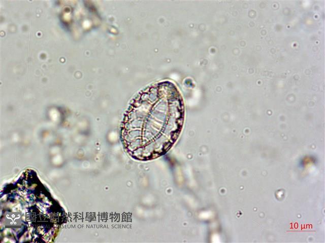 登錄號:A00004558藏品圖，第5張