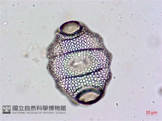 登錄號:A00004478藏品圖，第5張