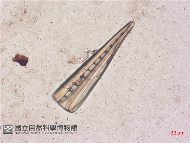 登錄號:A00004518藏品圖，第5張