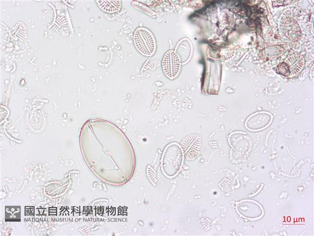 登錄號:A00004498藏品圖，第5張