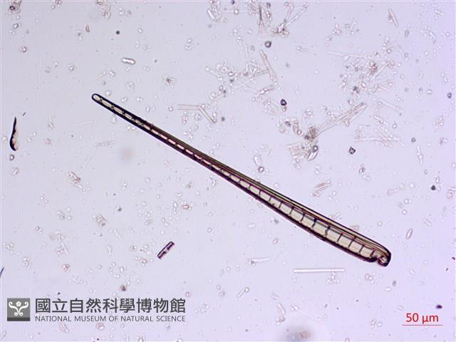 館號:A00004568藏品圖，第5張