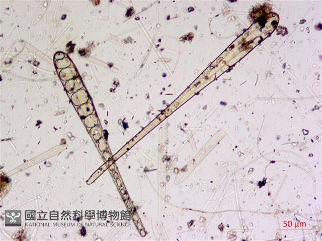 登錄號:A00004588藏品圖，第5張