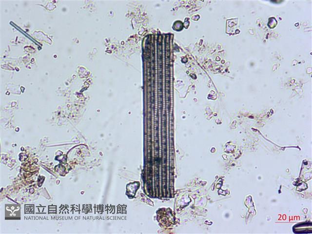 登錄號:A00004539藏品圖，第5張