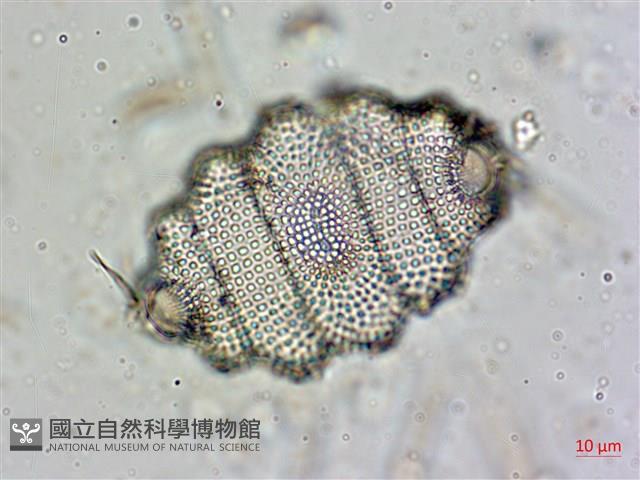登錄號:A00004559藏品圖，第5張