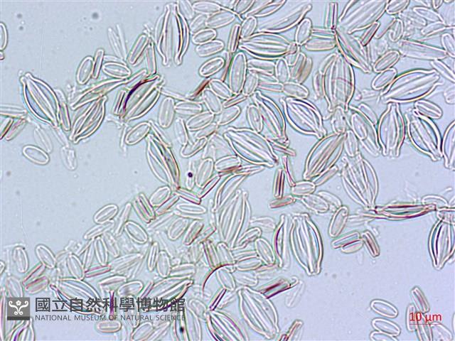 登錄號:A00004479藏品圖，第5張