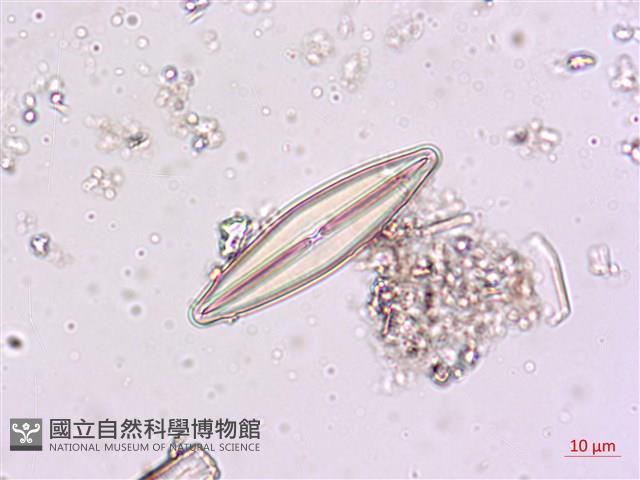 登錄號:A00004619藏品圖，第5張