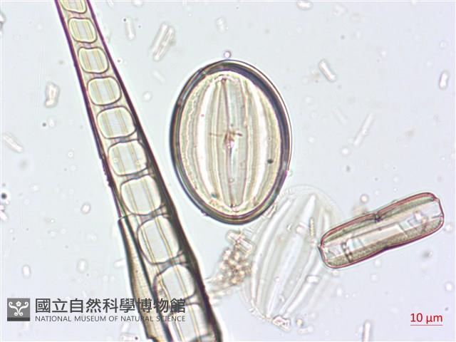 登錄號:A00004519藏品圖，第5張