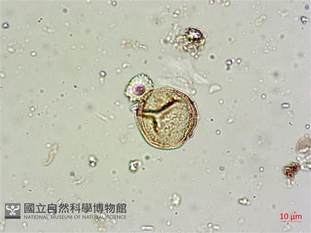 登錄號:A00004599藏品圖，第5張