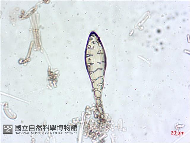 登錄號:A00004549藏品圖，第5張