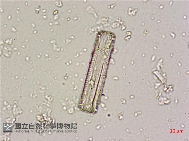 登錄號:A00004669藏品圖，第5張