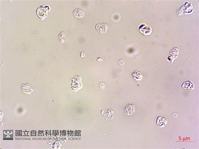 登錄號:A00004609藏品圖，第5張