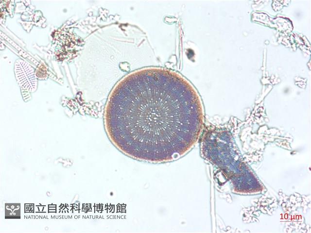 登錄號:A00004509藏品圖，第5張