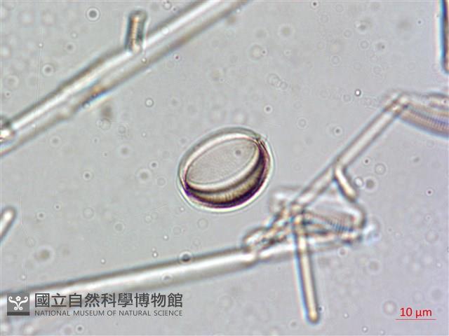 登錄號:A00004636藏品圖，第5張