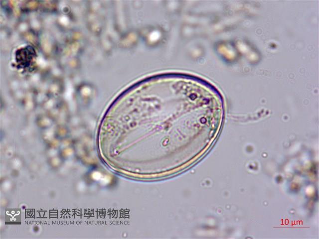 登錄號:A00004536藏品圖，第5張