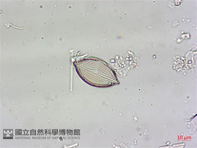 登錄號:A00004556藏品圖，第5張