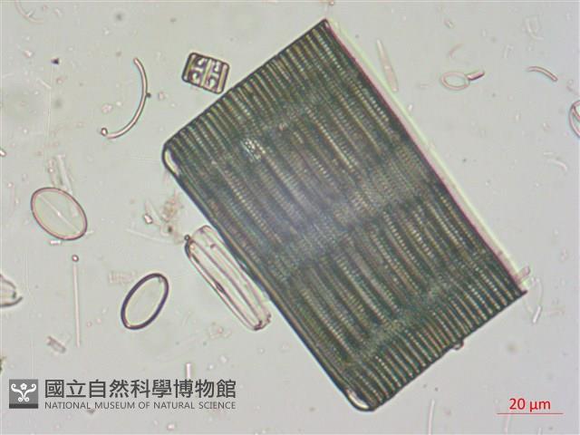 登錄號:A00004526藏品圖，第5張