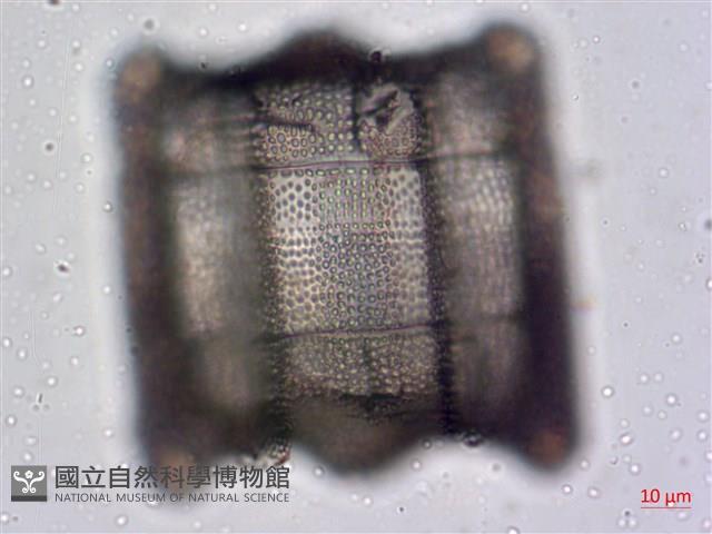 登錄號:A00004476藏品圖，第5張