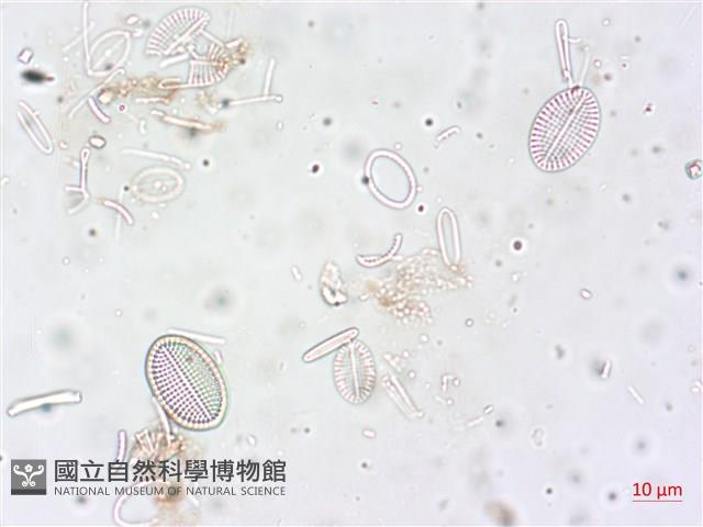 登錄號:A00004516藏品圖，第5張