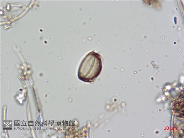 登錄號:A00004646藏品圖，第5張