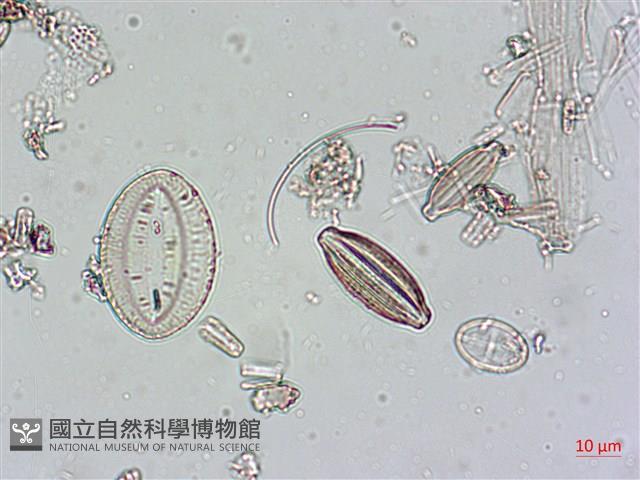 登錄號:A00004546藏品圖，第5張