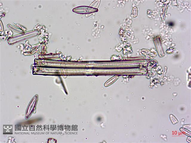 登錄號:A00004606藏品圖，第5張