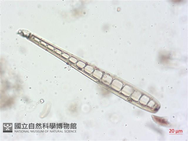 登錄號:A00004506藏品圖，第5張