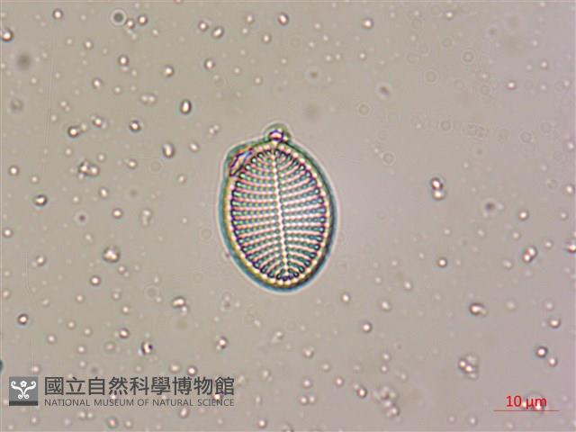 登錄號:A00004534藏品圖，第5張