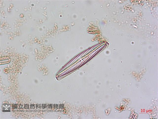 登錄號:A00004554藏品圖，第5張