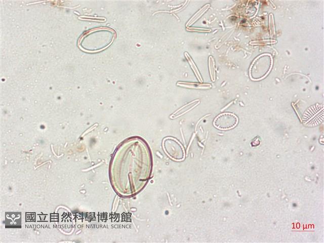 登錄號:A00004514藏品圖，第5張