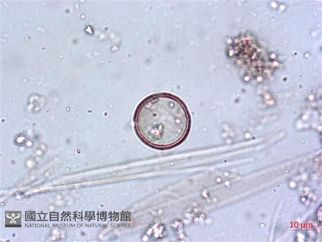登錄號:A00004644藏品圖，第5張